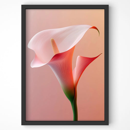 Elegant calla lily botanical print with soft pink and red hues, framed in black. Perfect for home decor, modern living spaces, and floral art lovers.