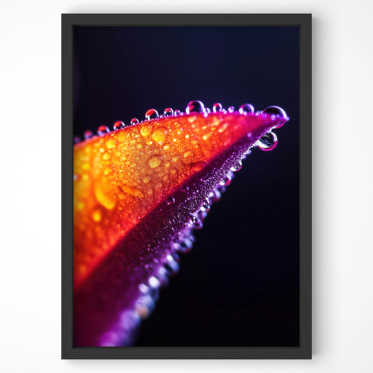 Ember Glow botanical wall art print featuring a fiery orange and magenta petal with dewdrops, perfect for modern interiors.